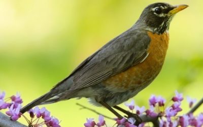 Mindfulness, Cognitive Therapy and the Robin at My Window